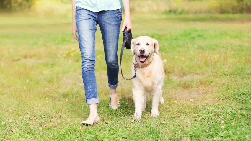 L'associaci� T�ria Canina i l'Ajuntament de Riba-roja ofereixen un curs gratu�t d'educaci� canina per als ve�ns de Riba-roja