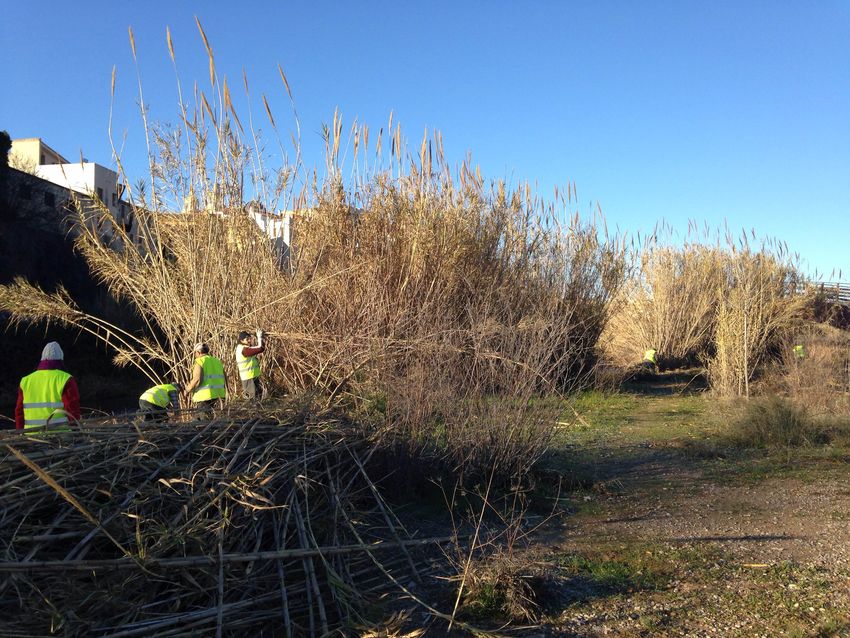 Limpieza del cauce del Rio Turia y Barrancos de Ribarroja del Turia