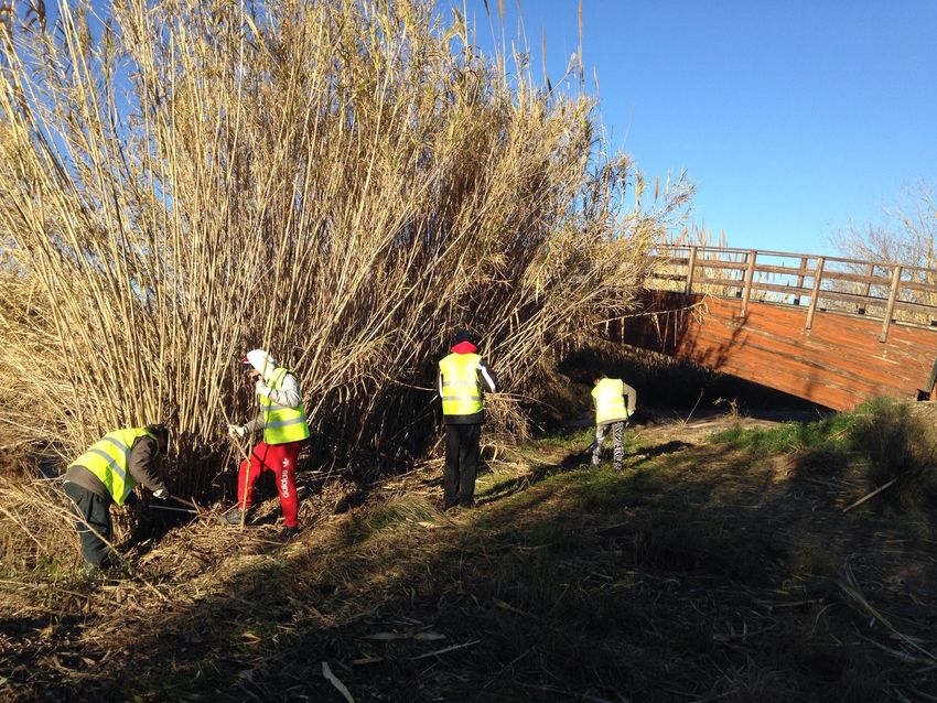 Limpieza del cauce del Rio Turia y Barrancos de Ribarroja del Turia