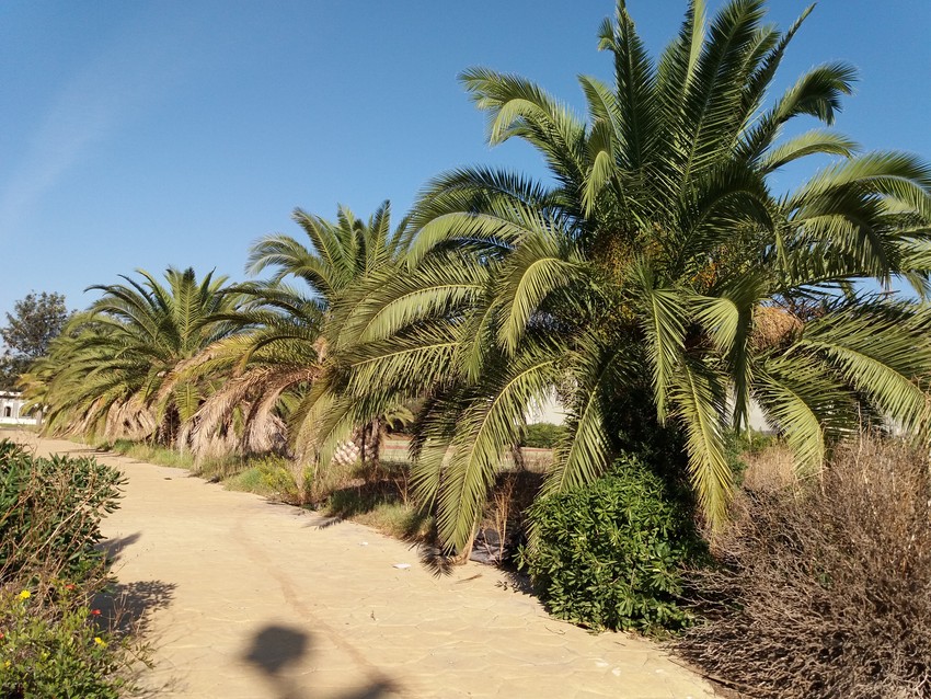 L'Ajuntament de Riba-roja recuperar dos teros de les 46 palmeres de Peasol que estiguen afectades pel morrut roig