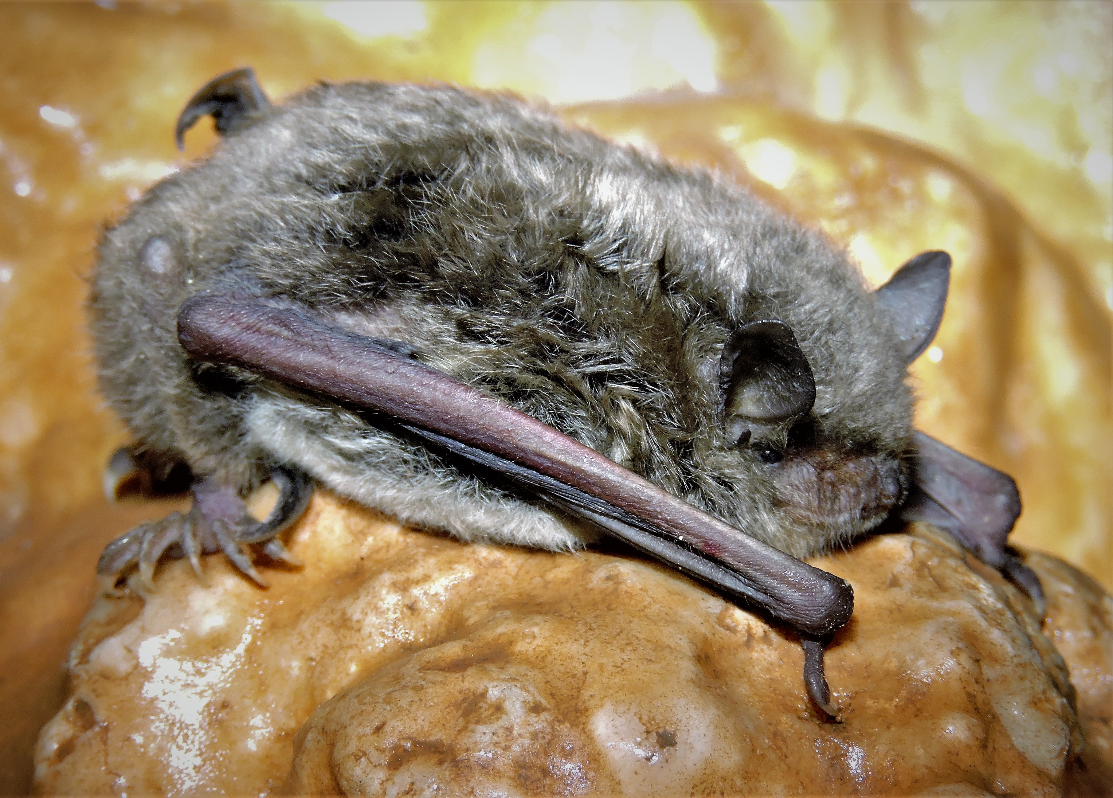 Se descubre en Riba-roja de Túria la presencia de una murciélago en peligro de extinción